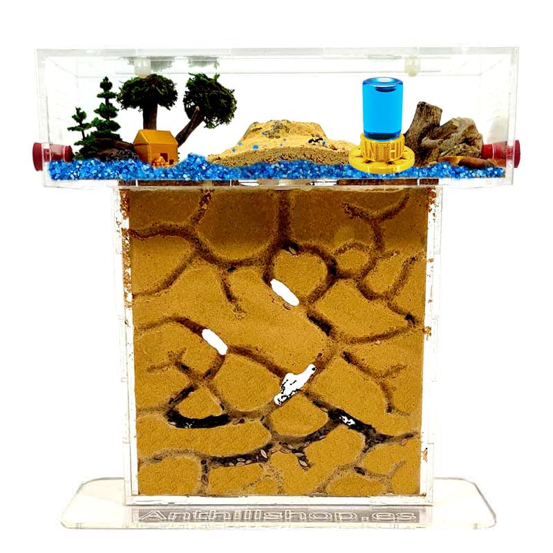 【Hormiguero】 Kit T- Pequeño de Arena Natural 20x7x22 - Granja de Hormigas- Hormigas Gratis Incluidas┃de 20-30 Hormigas
