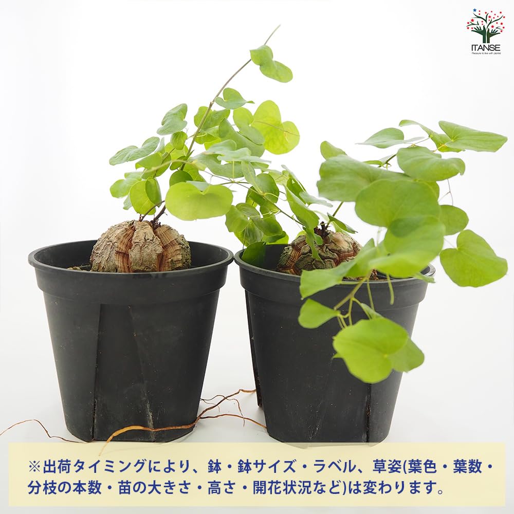 Amazon.co.jp: ITANSE 亀甲竜(きっこうりゅう) 5号 1個売り