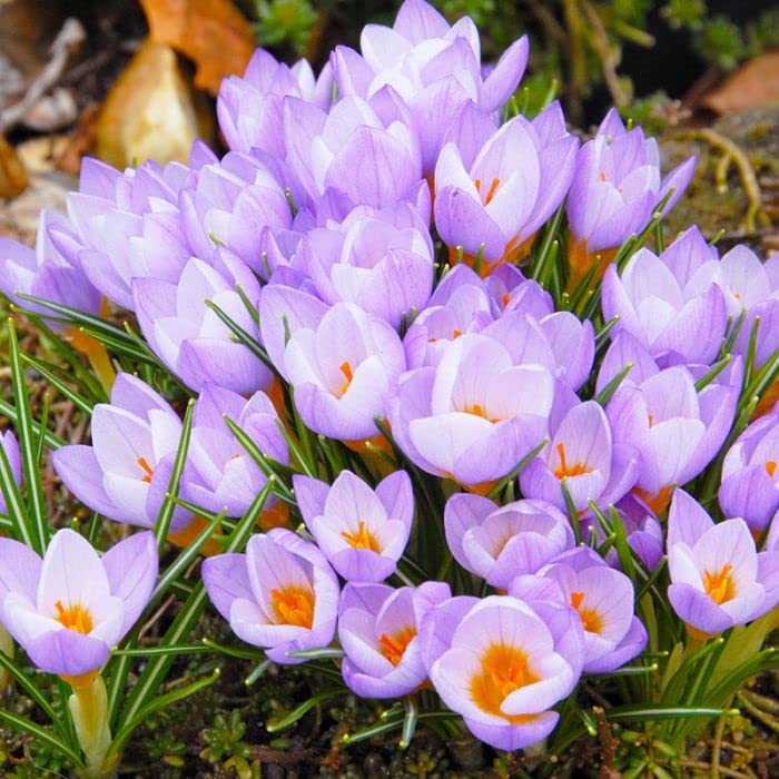 FernsFly® IMP. Saffron | Crocus Excellent Quality Flower Bulbs for Attractive Aromatic Flowers Home Outdoor Gardening Plants Flowering Bulbs (pack of 12, Firefly) (B08P9QZR6L) Amazon Price History, Amazon Price Tracker