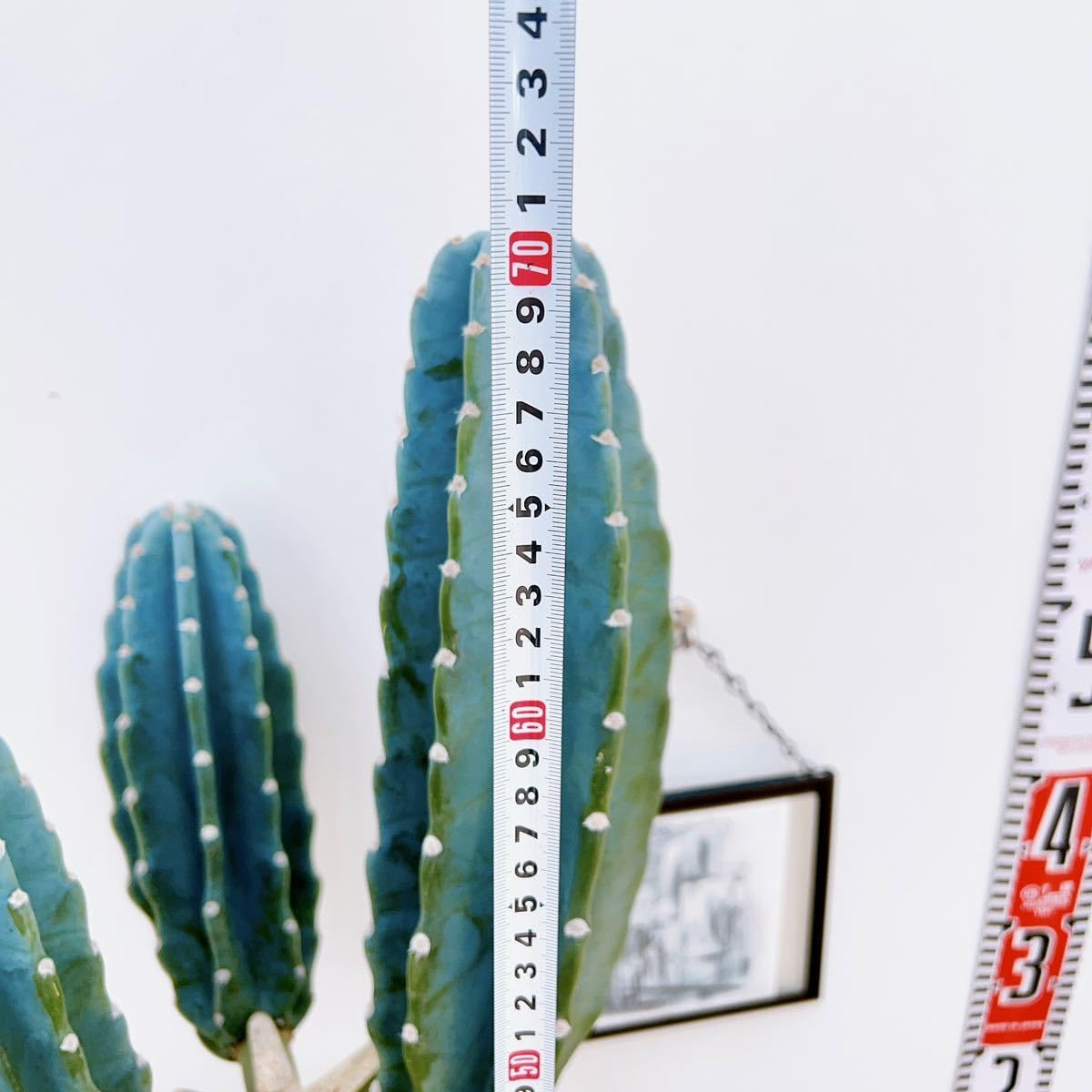 Amazon.co.jp: 現物販売 柱サボテン ブランチ 3本ブランチ ドライ