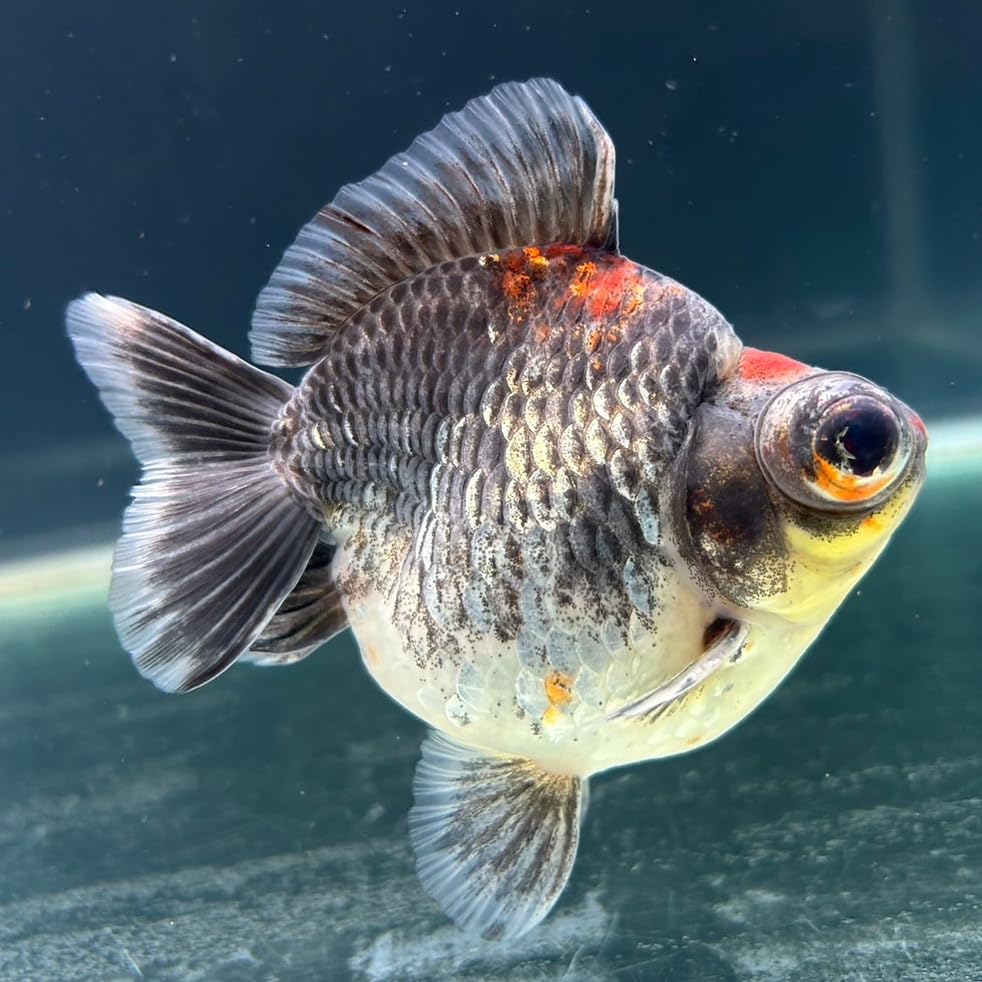 Amazon | 【極上選別個体】極美！ トリカラー出目金ショート