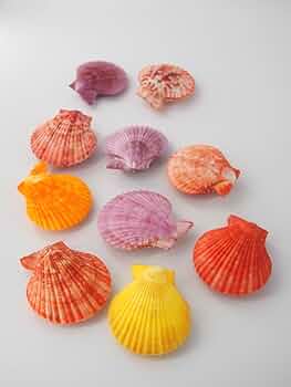 貝絵用 研磨済み ひおうぎ貝の貝殻キャンバス100枚1セット 貝絵用 研磨済み ひおうぎ貝の貝殻キャンバス100枚1セット