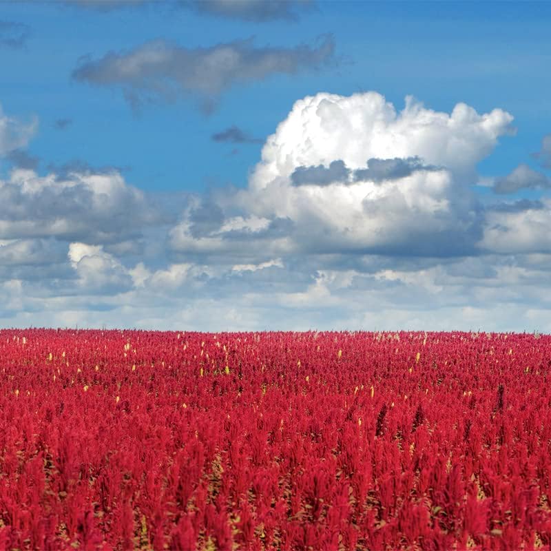 Miniatura 4 de Amaranto-Medianoche (500 Semillas)