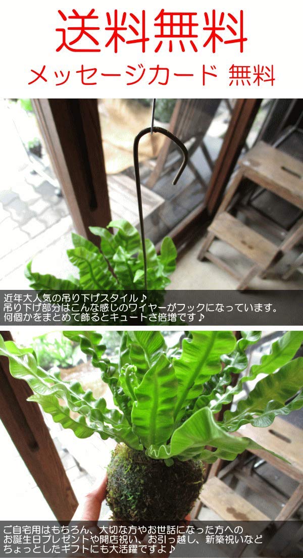 Amazon｜アスプレニウム エメラルドウェーブ 苔玉仕立て ワイヤー吊り