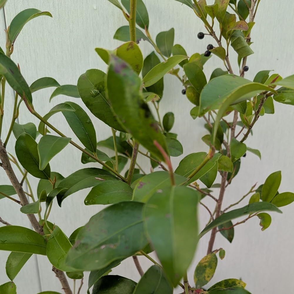 Amazon.co.jp: 本榊 ホンサカキ 苗木 15cmポット苗 : DIY・工具・ガーデン