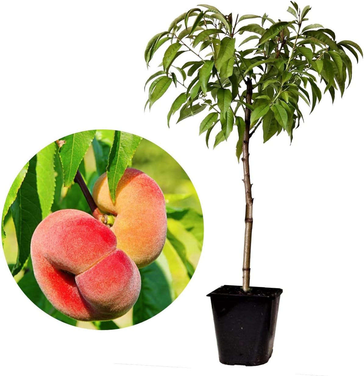 Prunus persica 'Bonanza' - Herman Geers