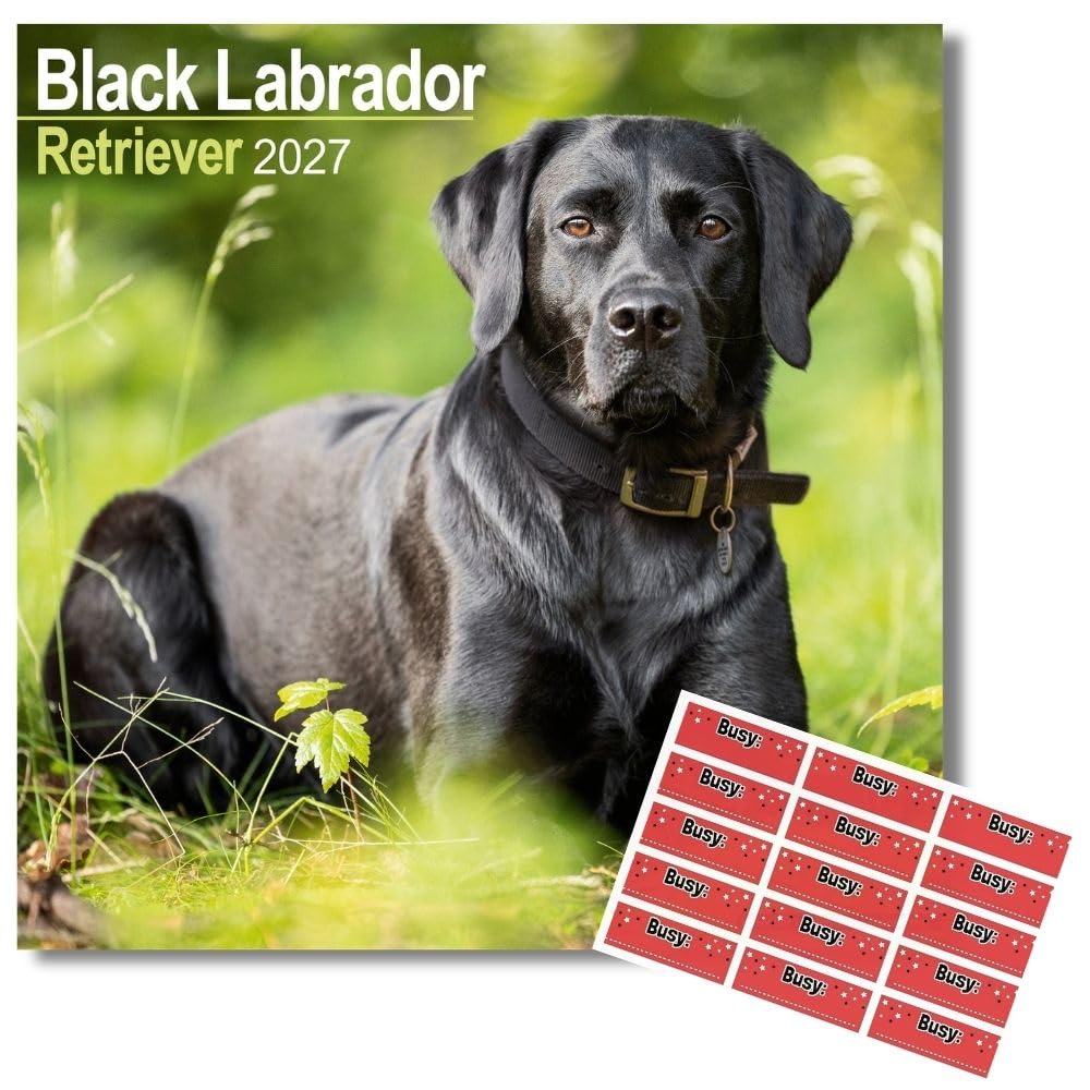Avonside Black Labrador Retriever 2027 Square Calendar with Stickers