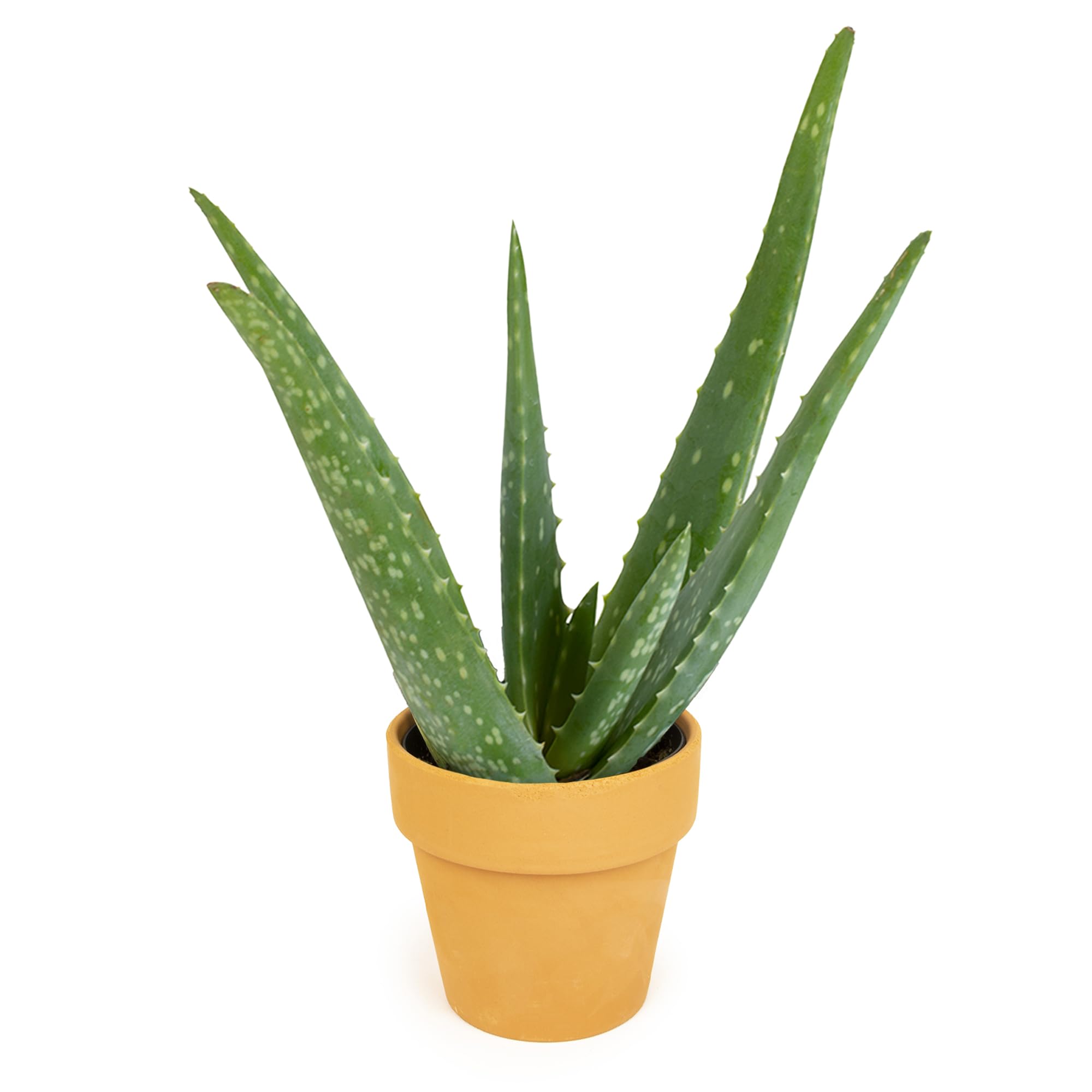 Plants for Pets Aloe Vera Gift in Clay Pot