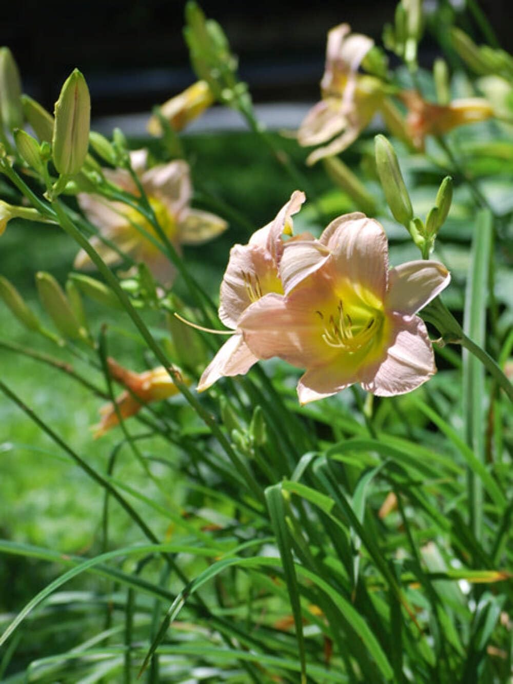 Perennial Farm Marketplace Hemerocallis 'Lullaby Baby' (Daylily) Perennial, Size-#1 Container, Palest Pink Flowers