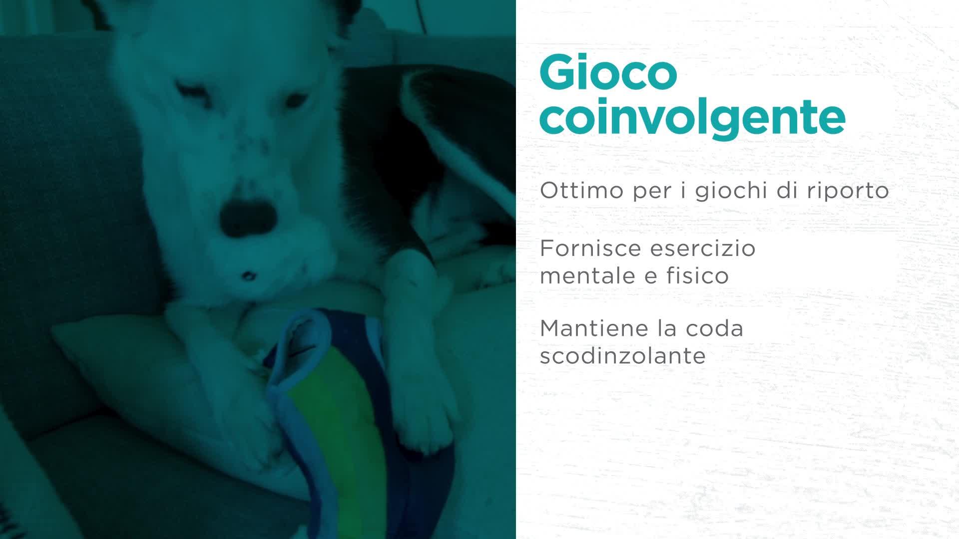 Giochi Interattivi Per Cani All For Paws Giocattolo Cane Peluche Scoiattolo - Con Sonaglio, 18 Cm Giochi Per Cani Piccoli - 7