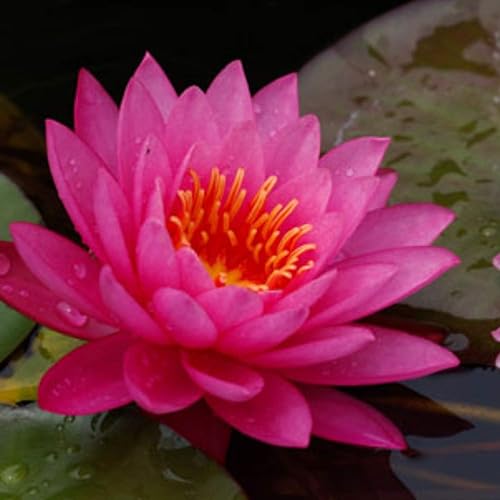 Miniatura 2 de Planterest - Nymphaea Mayla - Planta de acuario vivo con rizoma de lirio de agua resistente rosa oscuro BUY2GET1FREE