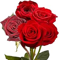 Vista 4 de GlobalRose Ramo de 24 rosas rojas, rosas de origen responsable, flores frescas, ramo fresco de flores seleccionadas a mano para graduación