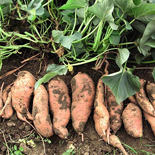 scgtpapadc Sweet Potato Seeds, 50Pcs Purple Sweet Potato Seeds Nutrition Delicious Vegetable Bonsai Plants, Flower Seeds Plant Seeds Sweet Potato 50pcs