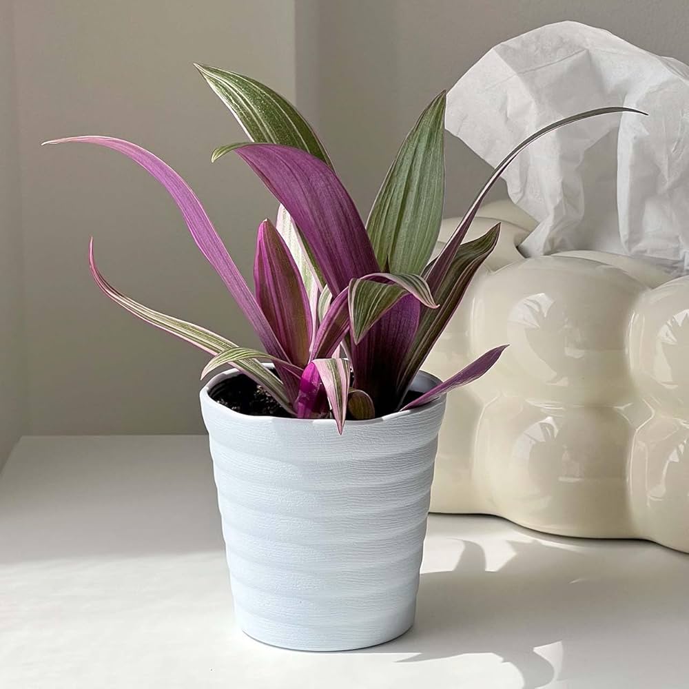 Amazon｜inakougei（イナコウゲイ） 観葉植物 おしゃれ 小さめ