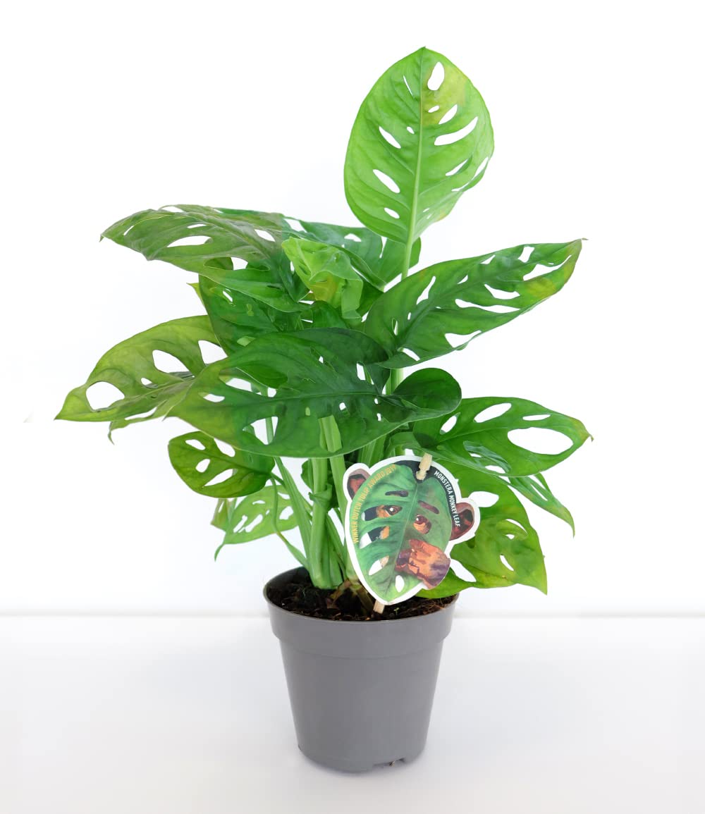 Baldur-Garten, Monstera "Monkey Leaf", 1 Plant : Amazon.de: Garden