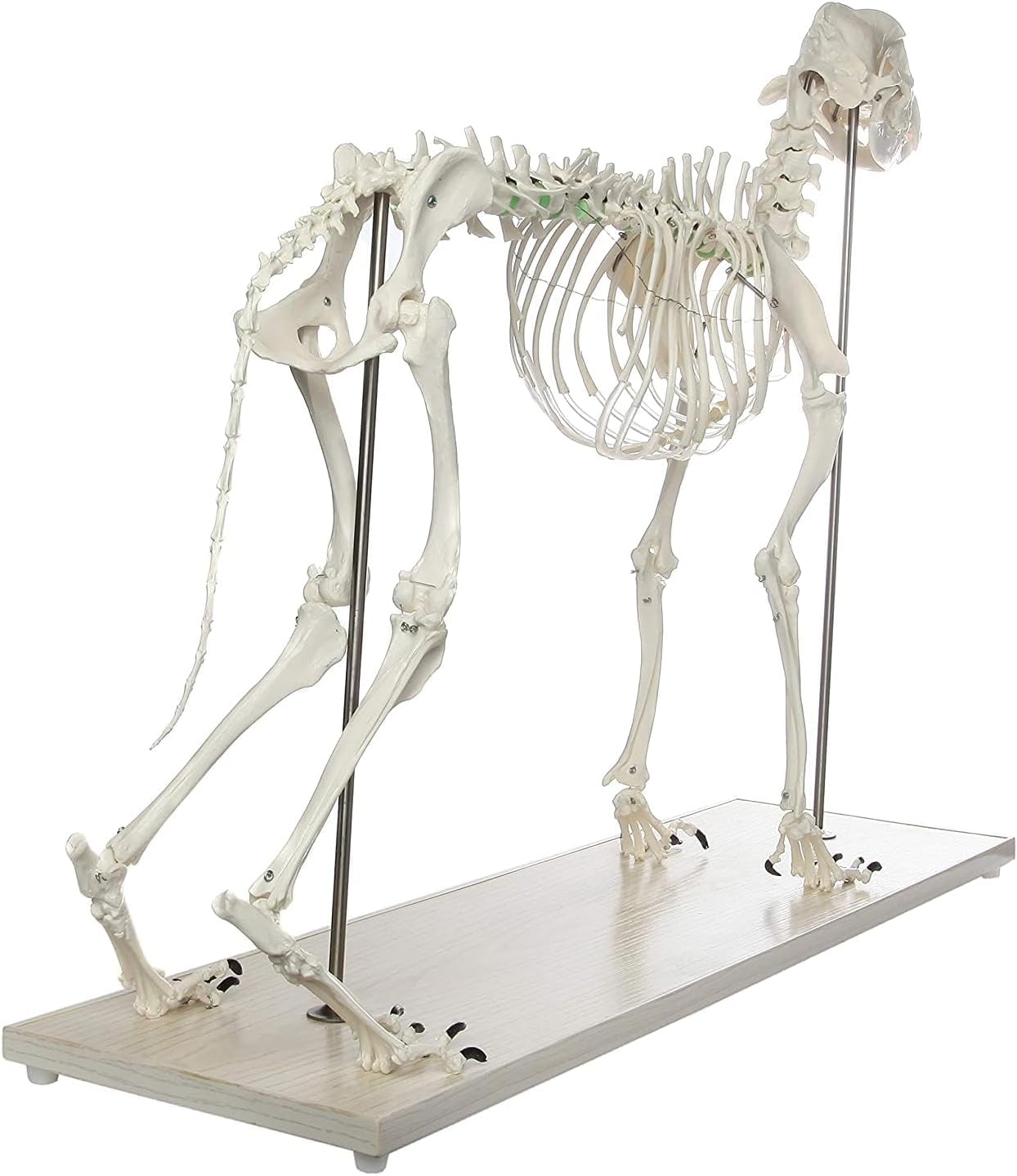 Model szkieletu dużego psa do badania anatomii weterynaryjnej, okaz szkieletu psa naturalnej wielkości na podstawie