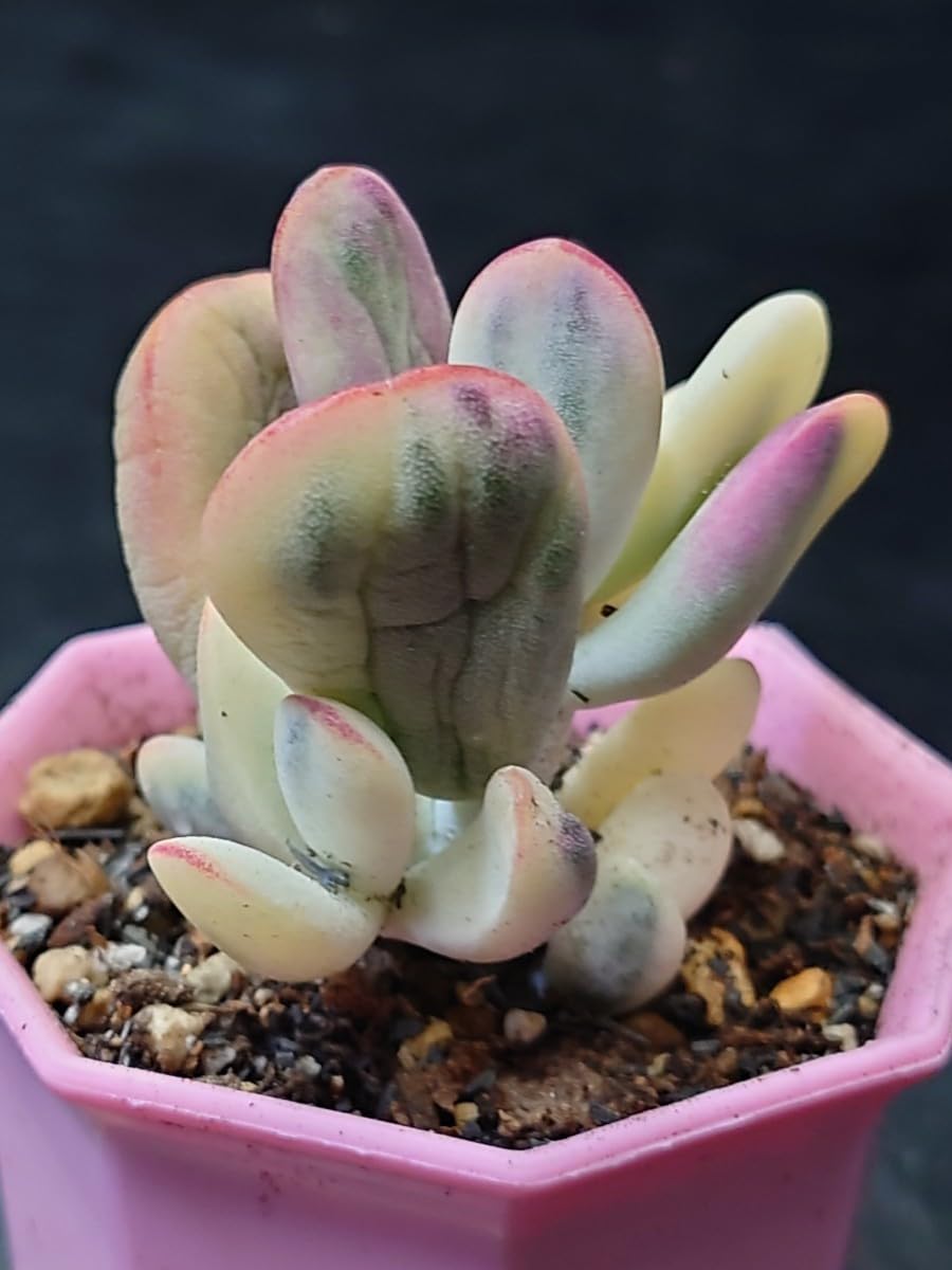 Amazon.co.jp: 多肉植物 韓国苗 達磨福娘錦 : ホーム＆キッチン
