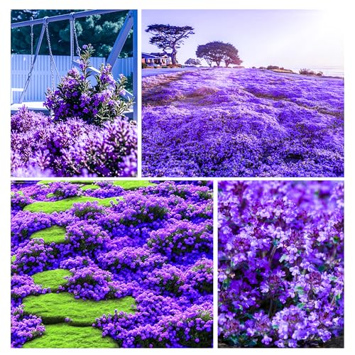 20000+ Creeping Thyme Seeds for Planting Outdoor-Ground Cover Plants Thymus Serpyllum Magic Carpet Plant in Your Home Garden Flowers Non-GMO Heirloom