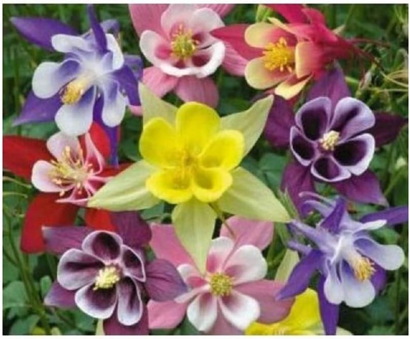 PREMIER SEEDS DIRECT - AQUILEGIA - Columbine - McKANAS Giant Mix - 300 Seeds