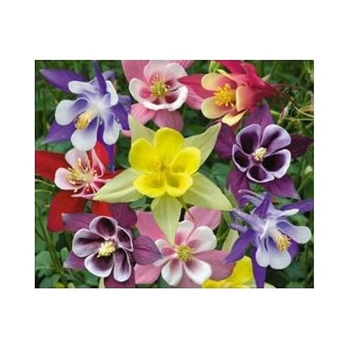 Dwarf COLUMIBINE Mix - 200 Seeds - AQUILEGIA VULGARIS -