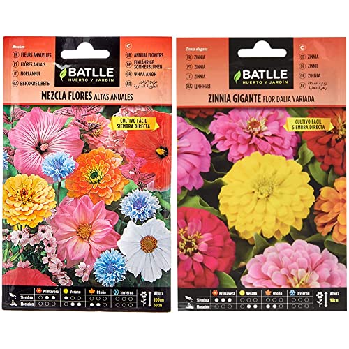 Mezcla Flores ALTAS anuales & Zinnia GIGANTE flor DALIA vda
