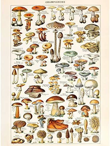 Millot Encyclopedia Page Butterflies Moths Unframed Wall Art Print Poster Home Decor Premium