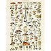 Produktbild Millot Encyclopedia Page Mushrooms Fungus Unframed Wall Art Print Poster Home Decor Premium Seite Wand Zuhause Deko