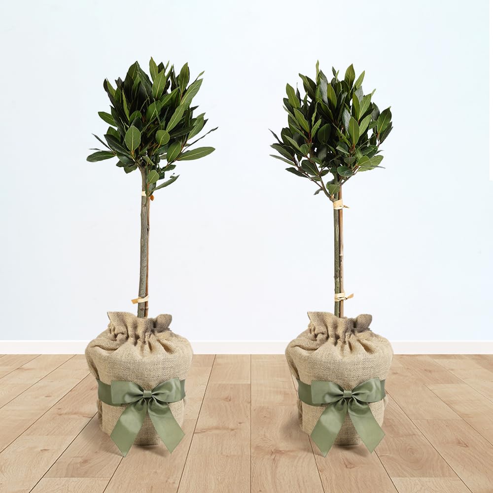 YouGarden Bay Tree Standard Trees, Set of Two 70-80cm Tall Plants, Gift Wrapped in Brown Hessian Bags with Green Fabric Ribbons, Garden Ready Potted Bay Trees, Herb Trees for the Patio and Garden