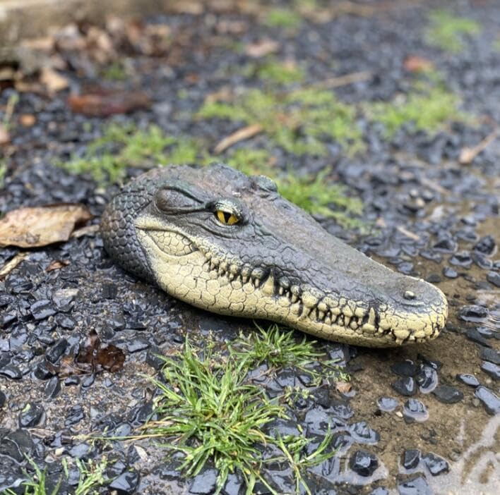 EatingBiting 12.6インチ シミュレーション ワニの彫刻 屋外像 フローティングクロコダイルヘッド デコイ ウォーター