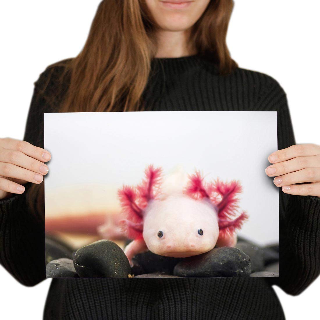 Destination Vinyl Posters A4 - Axolotl Aquarium Dragon Fish Art Print 29.7 X 21 cm 280gsm satin gloss photo paper #3066