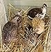 12 LARGE COTURNIX QUAIL HATCHING EGGS - MIXED COLORS - HIGH HATCH RATE - Glasgow's Goods