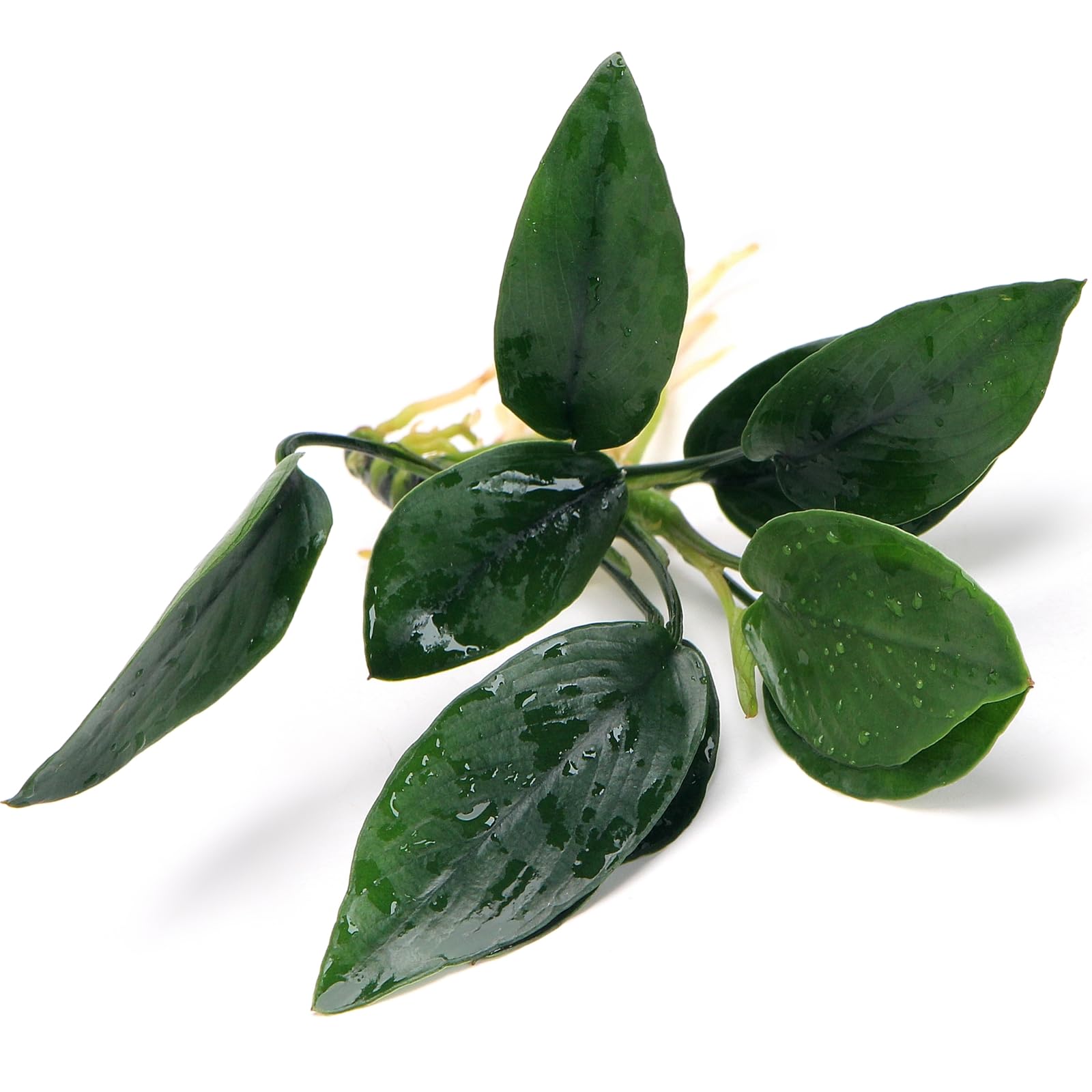 K2AQUA Anubias Peacock Live Aquarium Plant Decorative Broad Leaf Epiphyte Low Light Easy Care Foreground Midground for Freshwater Tropical Tank