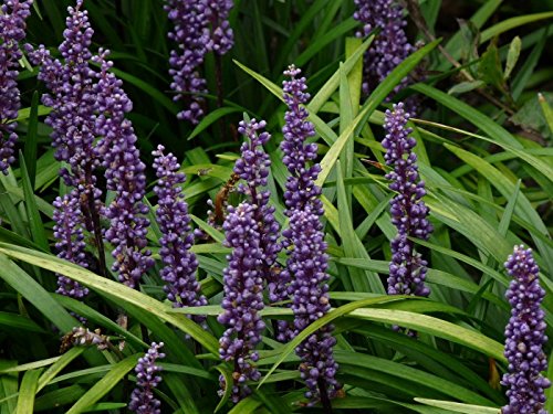 Stauden Gänge 10 x Liriope muscari 'Lilac Wonder' Lilientraube winterhart