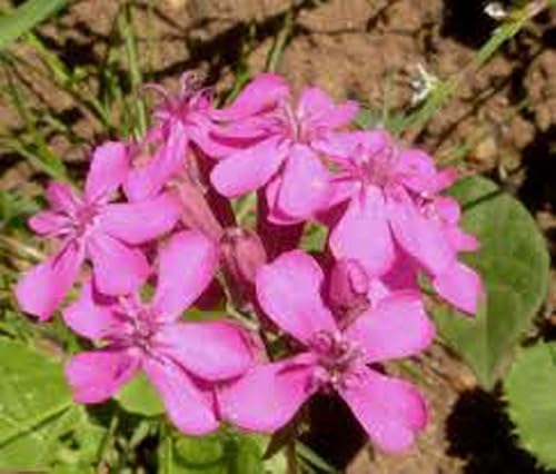 Semillas de flores de catchfly, 100 semillas, hermosas flores de rosa carmesí