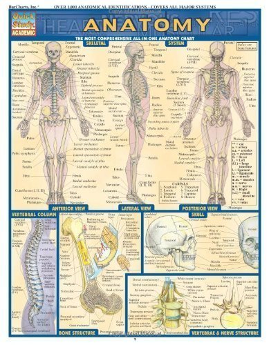 Anatomy (Quickstudy Reference Guides - Academic) by BarCharts, Inc. (2000) Pamphlet      Pamphlet – January 1, 1972
