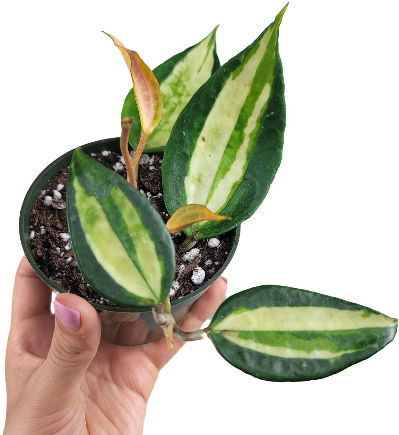 (S)ホヤ ポットオブゴールド Amazon.com : Hoya Pot of Gold - Inner Variegated Hoya Latifolia