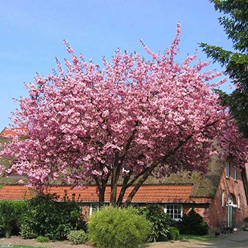 Qauzuy Garden 50Pcs Bonsai Tree Japanese Sakura Seeds Rare Japanese Cherry Blossoms Flowers Seeds In Bonsai Pink Prunus Serrulata Fragrant Fast-Growing Low-Maintenance #TOP5
