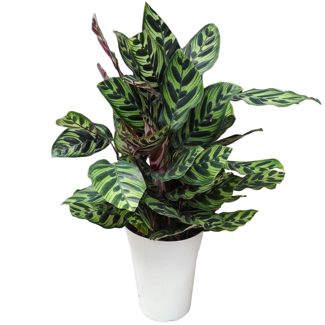 Amazon｜観葉植物 カラテア 6号鉢｜観葉植物 オンライン通販