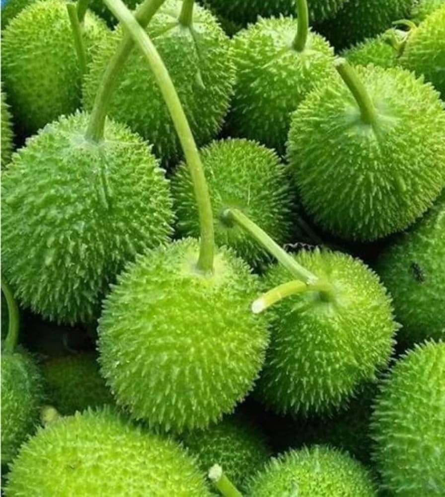 Kakoda plant (pack of 2) (B0CXF79P56) Amazon Price History, Amazon Price Tracker
