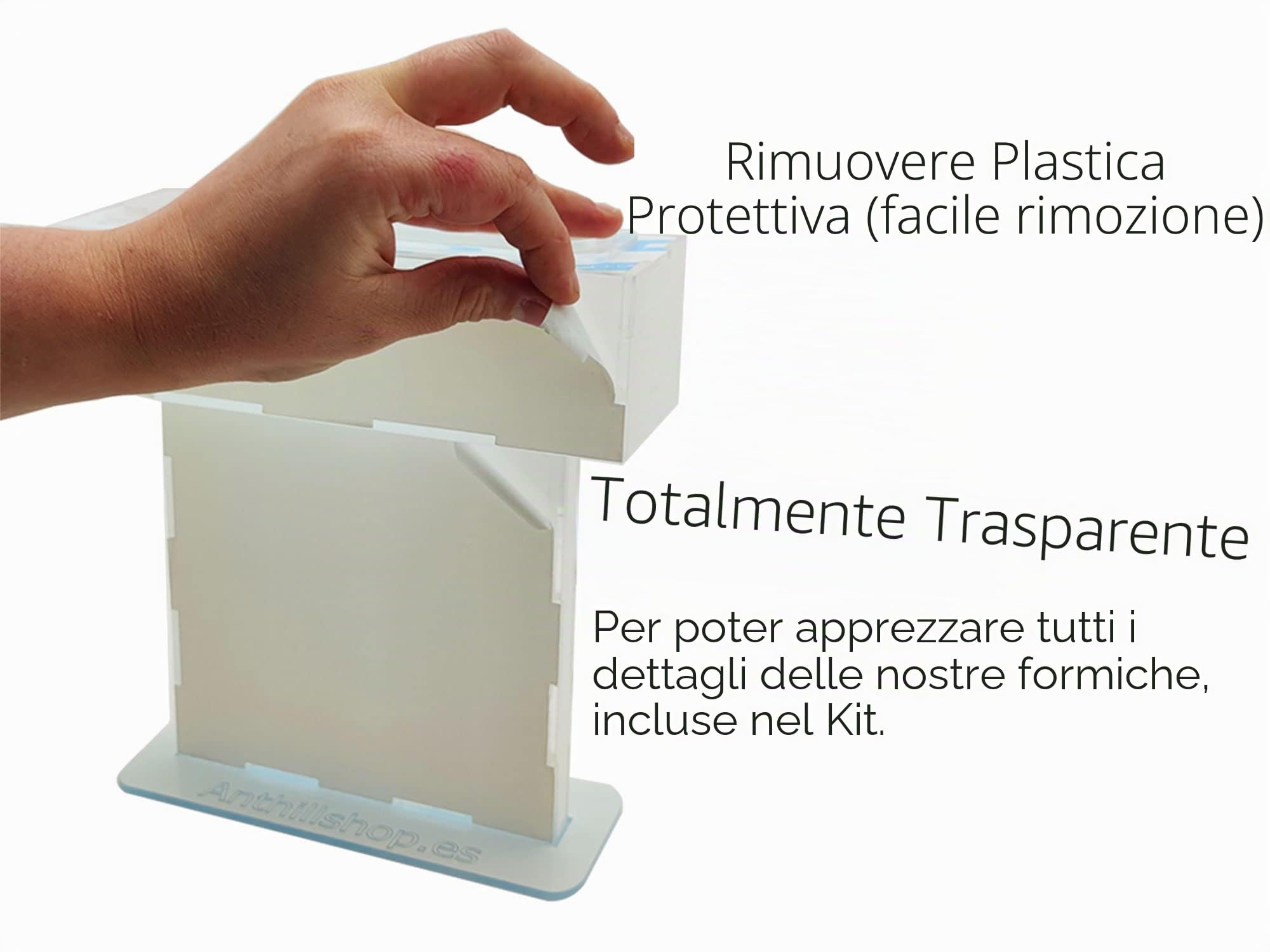 Formicaio T- Piccolo di Sabbia Naturale (acrilico) - con Formiche Incluse 20-30 Formiche.