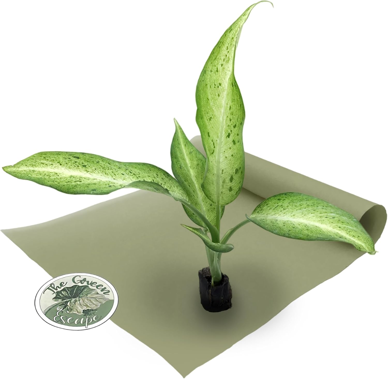 Dieffenbachia Camouflage Starter Plant