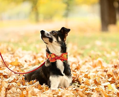 Miniatura 4 de DOGWONG Collar de otoño para perro con lazo, collar de moño para perro de Acción de Gracias, collar ajustable de algodón de otoño con hoja de arce,