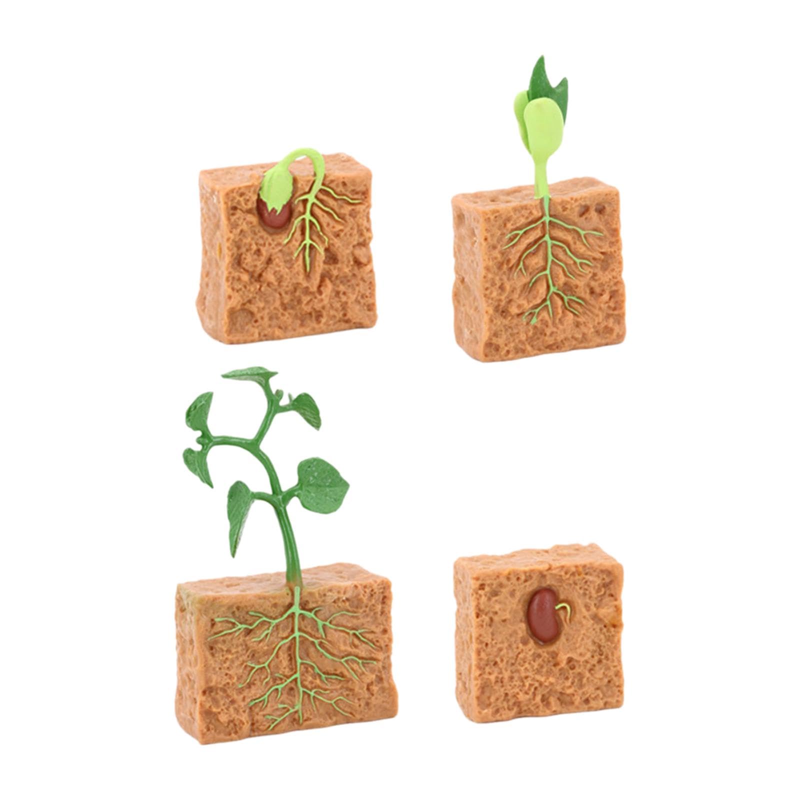 RCULWPLP Life Cycle of Green Bean Plant Lifecycle Collection for Toddlers