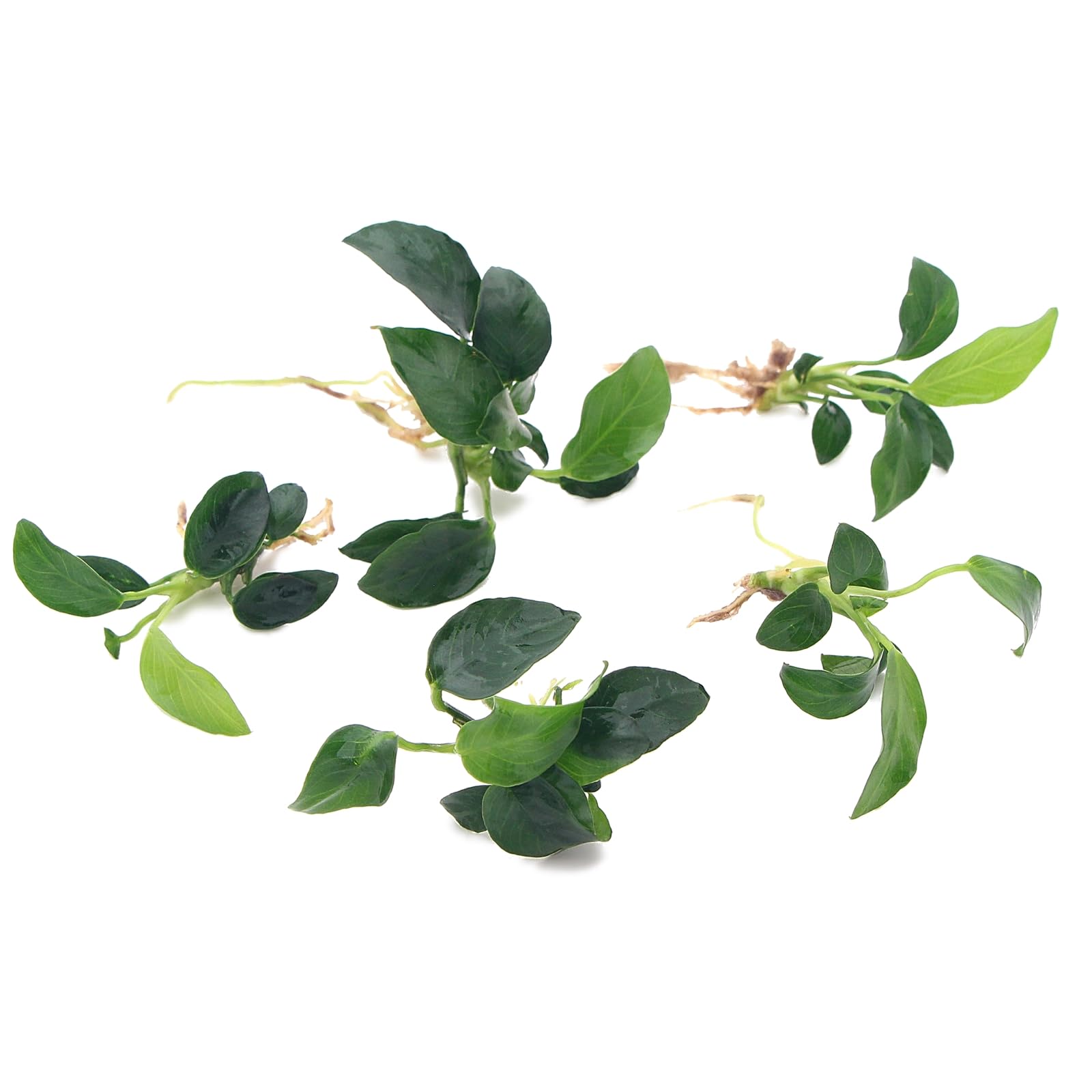K2AQUA 5 Anubias Nana Petite Live Aquarium Plants Freshwater Tropical Aquascaping Fish Tank