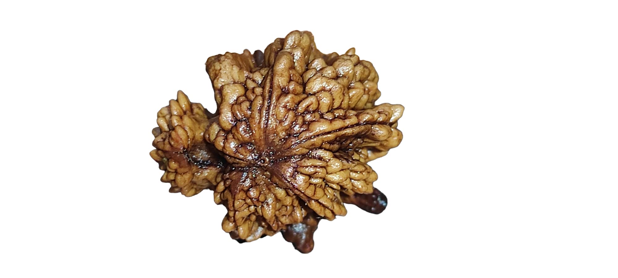 See full amazon price history chart for Lotus Rudraksha Natural Bead Original Certified Blessed with Adi Laxmi by Shree Rudraksham (with IGL Certification) Lotus Rudraksha Natural Bead Original Certified Blessed with Adi Laxmi by Shree Rudraksham (with IGL Certification) (B0BJMD58T9) Amazon Price History, Amazon Price Tracker