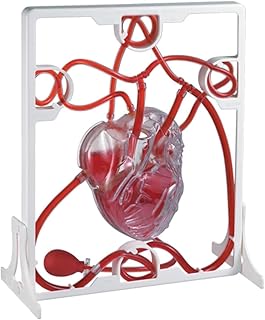 Cardiac Blood Circulation Model Anatomical Model, with Squeeze Ball Pump, Heart Blood Circulation Biological Science Experiment for Teacher Educational Teaching Human Models