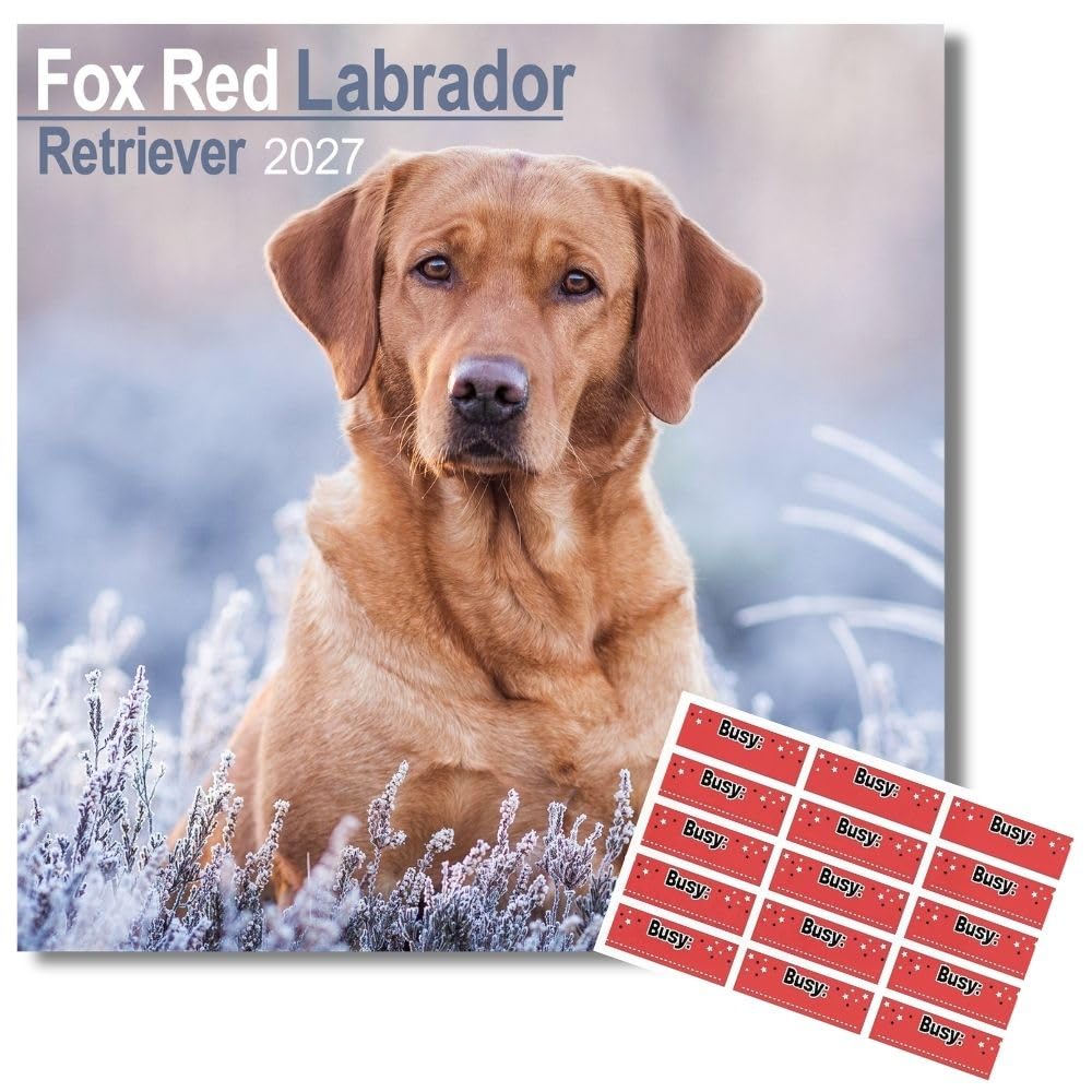 Avonside Fox Red Labrador 2027 Square Calendar with Organisational Stickers