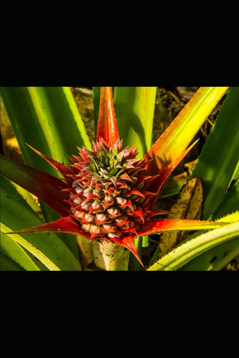 Pineapple Medicine: The Enzyme Fruit That Dissolves Inflammation and Restores Digestion (Alternative Medicine: Holistic Wellness)