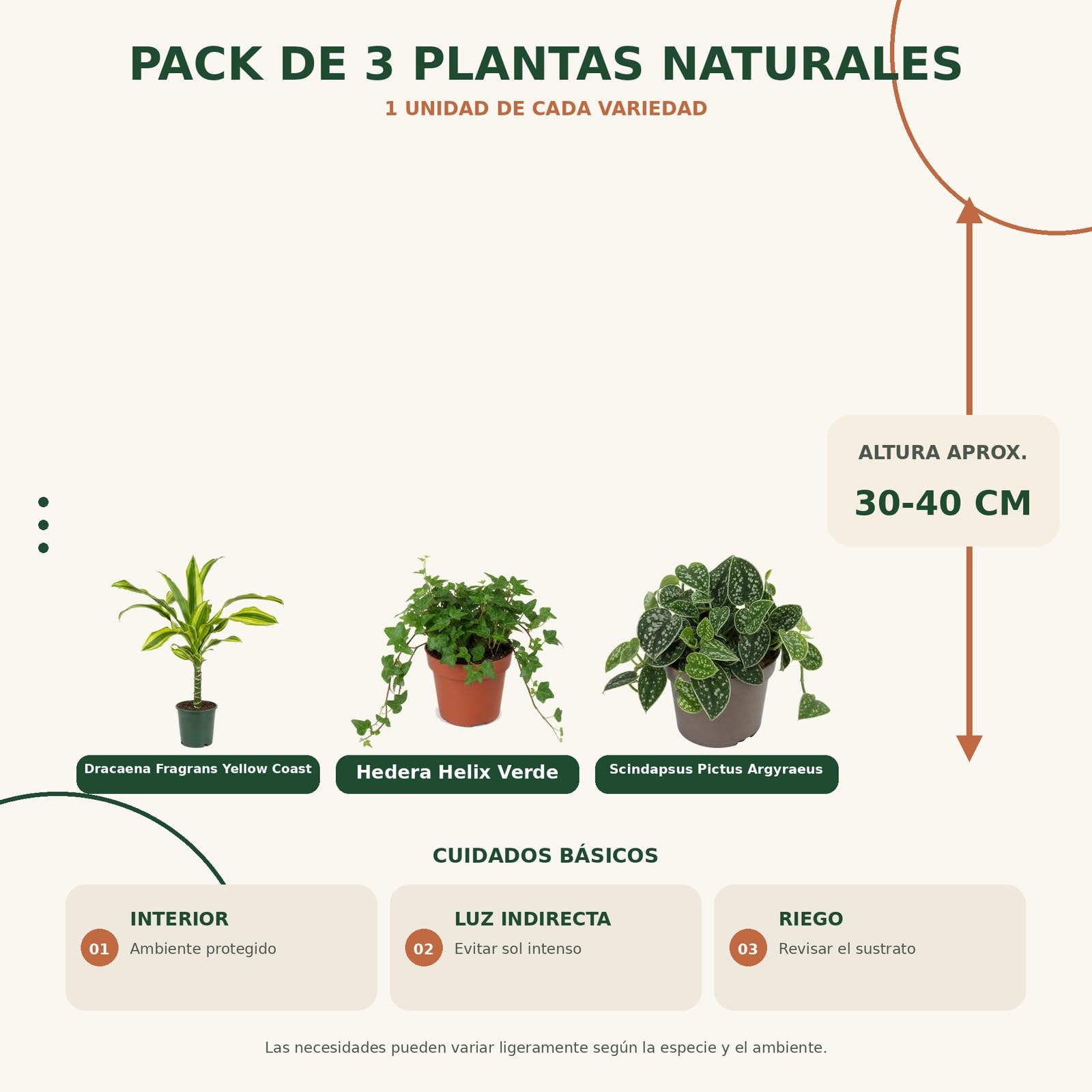 Pack 3 Plantas: Riego Moderado DECOALIVE