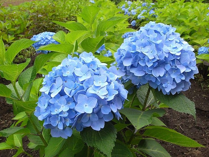 Hydrangea4936　0901 Very Beautiful Hydrangea Flower Plant (Blue) Hortensia Flower